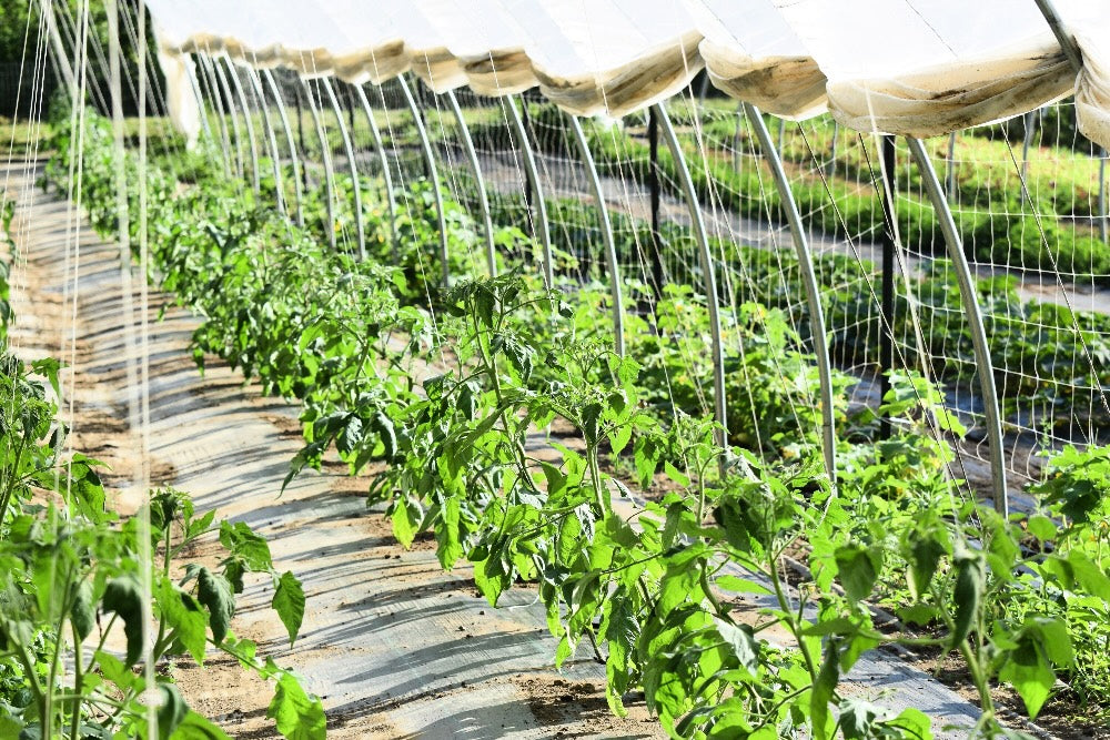 Fresh_Farming_Locally_Grown